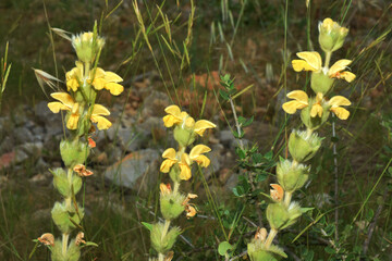 Dans la nature : fleur sauvage jaune.