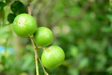 green lime on tree