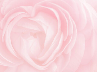 Heart shaped rose. Blurred pink floral background. Close-up