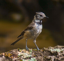 Mallarenga emplumellada