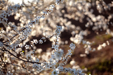 Blooming cherry plum. Abstract warm background. White flowers in backlight