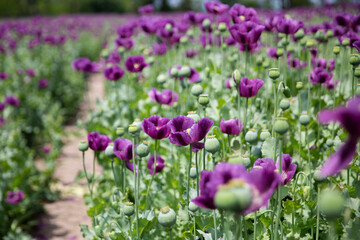 Fototapeta premium Blossom of purple poppy field against blue cloudy sky. Flowering Papaver with unripe seed heads at windy day. Maturing blue poppy flowers with pods in agriculture. Medical plants with straws.