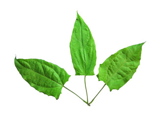 Herbs, Fresh green Laurel clock vine (Thunbergia laurifolia) leaves isolated on white background. Thunbergia laurifolia is an herb that is used to absorb toxins, Thai herb.