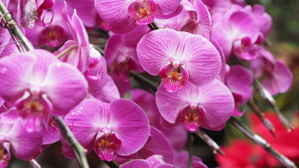 Obraz na płótnie Canvas pink orchid flowers
