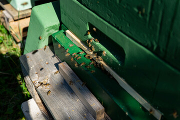 bees at the entrance and on frame