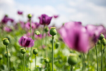 Blossom of purple poppy field against blue cloudy sky. Flowering Papaver with unripe seed heads at windy day. Maturing blue poppy flowers with pods in agriculture. Medical plants with straws.