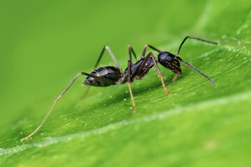 Black Ant	
