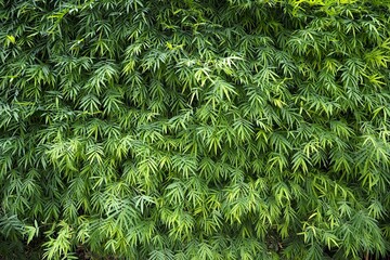 Green bamboo leaf natural background 
