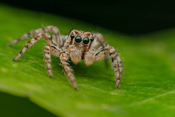 Jumping Spider	
