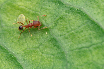 Red ants are looking for food
