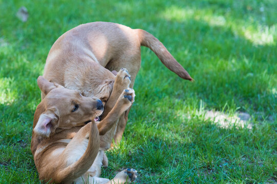 Labrador-Duo in der Welpenstunde