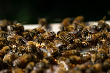 honey bees macro on honeycomb