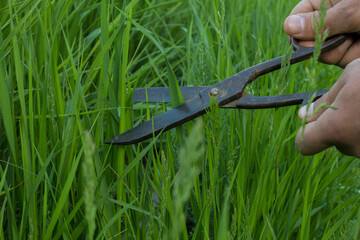 Fototapeta premium cuts a grass scissors