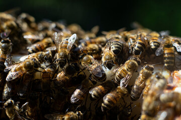 honey bees macro on honeycomb