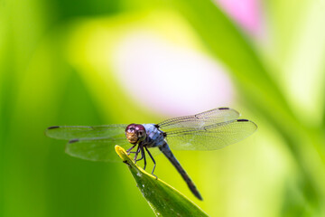 Metallic dragonfly perched on a leaf by a river in the garden.