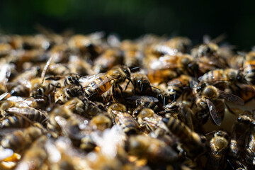 honey bees macro on honeycomb