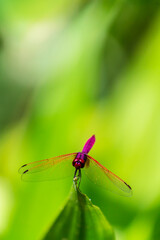 Metallic dragonfly perched on a leaf by a river in the garden.
