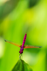 Metallic dragonfly perched on a leaf by a river in the garden.