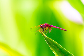 Metallic dragonfly perched on a leaf by a river in the garden.