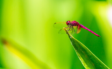 Metallic dragonfly perched on a leaf by a river in the garden.