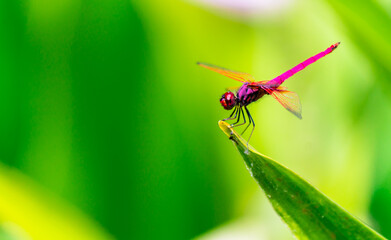 Metallic dragonfly perched on a leaf by a river in the garden.