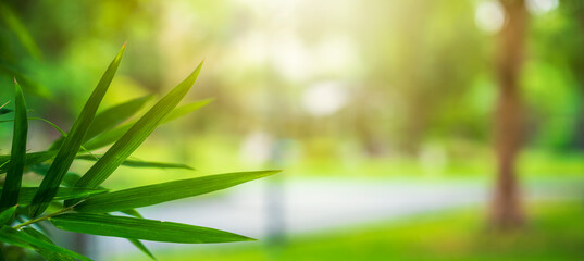 Obraz na płótnie Canvas Natural bamboo tree leaf with green blur background