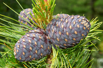Cedar branch with cones in the autumn taiga forest.