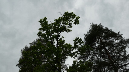 the tops of the trees