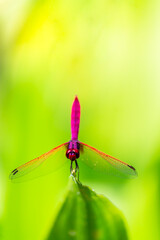 Metallic dragonfly perched on a leaf by a river in the garden.