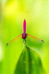 Metallic dragonfly perched on a leaf by a river in the garden.