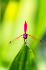 Metallic dragonfly perched on a leaf by a river in the garden.