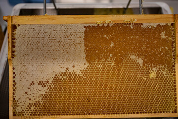 golden honey harvest with hands