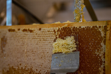 golden honey harvest with hands