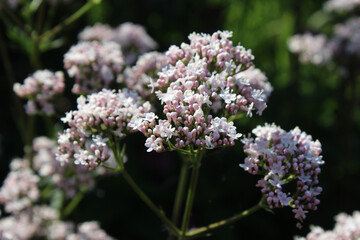 Close up image of the pale white pink flowers of Valeriana officinalis subsp. sambucifolia, also known as Elder-leaved valerian. Against a natural dark background.