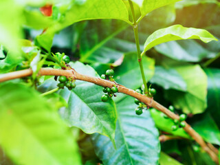 Young green Arabica coffee berries on a branch with green leaves for agriculture concept.
