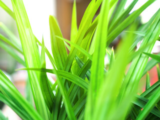 Green pandan leaves growing in the spring season for nature background