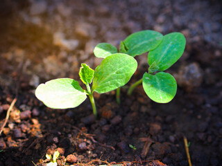 Pumpkin seedling plants growing in soil in the spring season for agriculture or plantation concept.