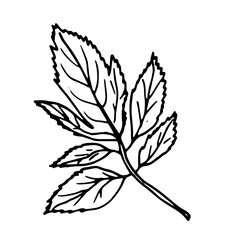 Hand drawn doodle illustration. Botanical engraving. Vector illustration with isolated single leaf on the white. Leaf decorative element.