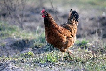 beautiful chicken and rooster. ecological farm contains free-range animals and birds