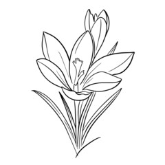 Crocus vector line illustration isolated on white background, saffron line art, coloring page