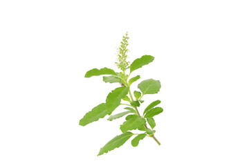 Thai basil green raw herb