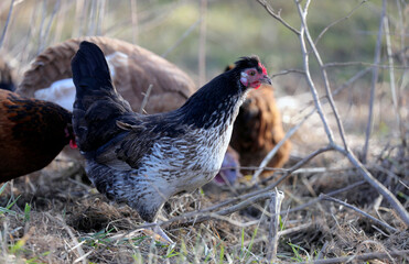 beautiful chicken and rooster. ecological farm contains free-range animals and birds