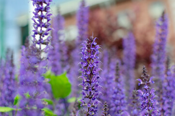 Obraz premium Background of purple flowers, freshness of summer