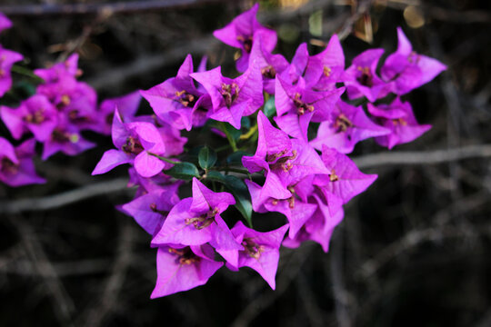 Flores moradas de buganvilla (Bougainvillea spectabilis)