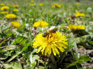 Winged bee slowly flies to the plant, collect nectar for honey