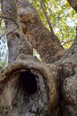 White trunk and massive branches of an old sycamore Platanus tree silhouetted against a blue sky.