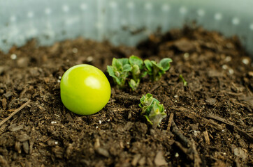 Green mini plum on the soil next to the potato plant sprout