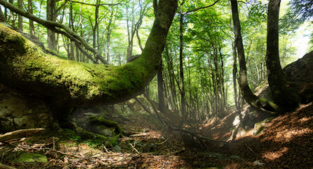 bosque de arboles verdes de hayas (Fagus sylvatica) del monte gorbea , soleados con una niebla y en el interior del b
