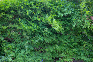 Pattern of green leaf texture background