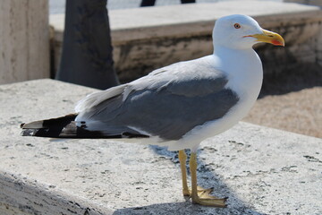 seagull on a rock